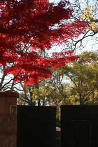 青島八大關異國建築群在色彩斑斕的閃爍下更加奪目迷人