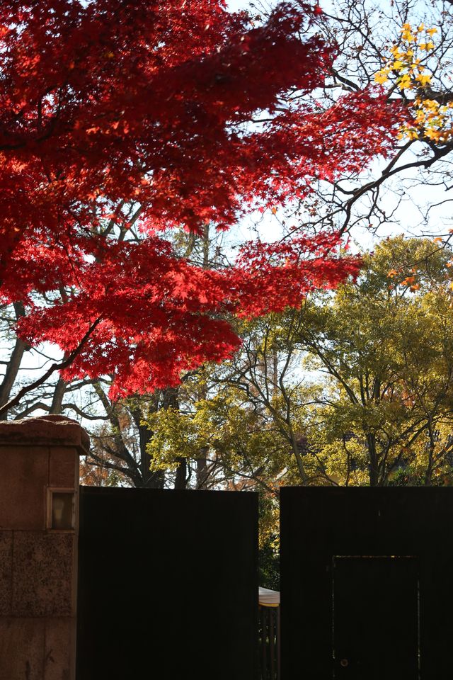 青島八大關異國建築群在色彩斑斕的閃爍下更加奪目迷人 青島八大關異國建築群在色彩斑斕的閃爍下更加奪目迷人