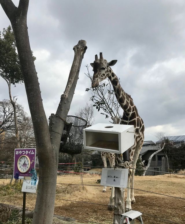 全球追秋｜天王寺動物園大自然與動物的完美結合