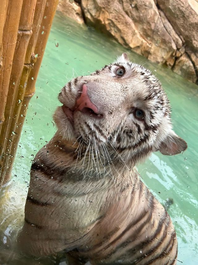 《銀基動物王國：身臨其境的野生奇遇》