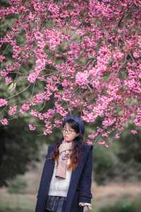 成都青龍湖櫻花拍照攻略|宮崎駿動漫風調色
