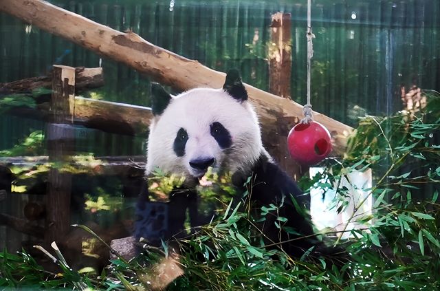 性價比超級高的地方|上海動物園