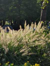 請收下這篇：辰山植物園遊園指南