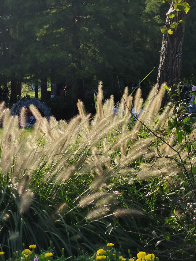 請收下這篇：辰山植物園遊園指南