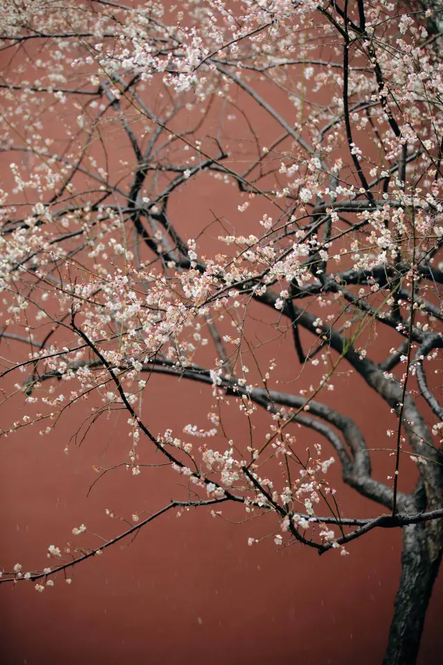 Hangzhou is the best place to appreciate plum blossoms, and Qian Wang Temple is the place to go for snow and plum blossoms