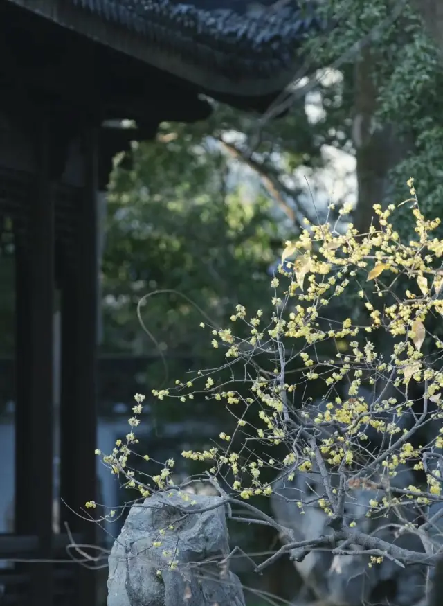 The plum blossoms in the ancient Yi Garden bloom alone in the cold