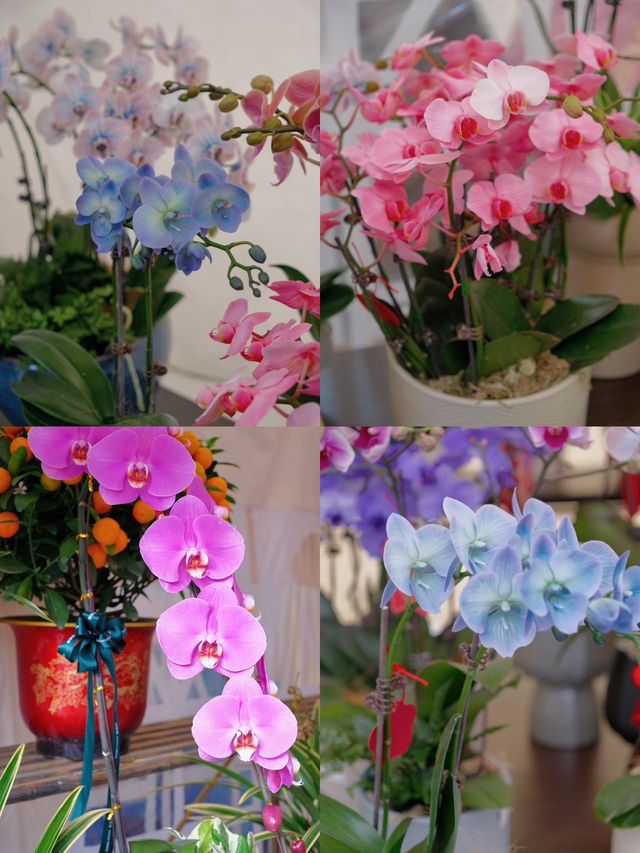 侨城坊花市探秘，春節的浪漫與溫馨在此綻放！