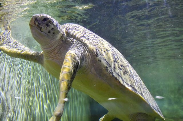 環全國系列138 上海動物園