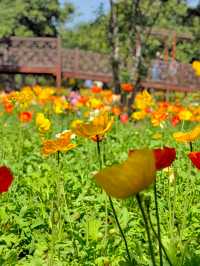 冬日暖陽，繁花似錦