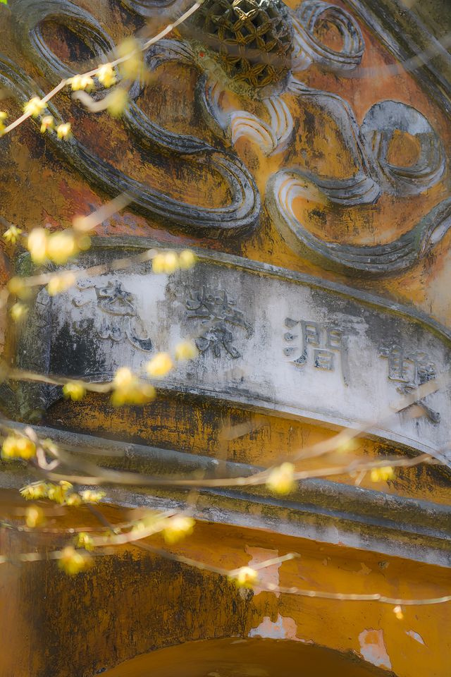 我在江南·國清寺這株隋梅，透著1400年山河無恙的破碎感