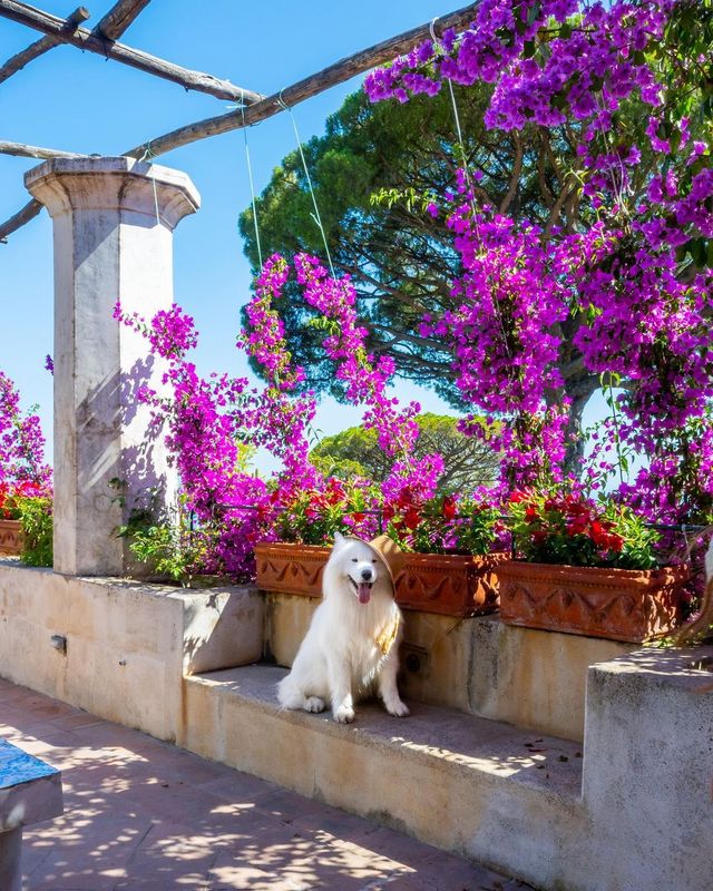 💫✨ SMILE and join Felix on an unforgettable adventure in Ravello, Amalfi Coast! 🇮🇹😍