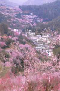 賣花漁村|美到失語的世外梅源安徽