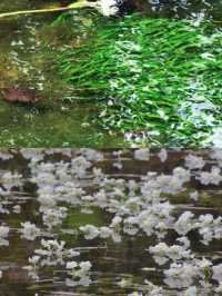 Day 2桂林：不是泸沽湖，桂林也有水性楊花！