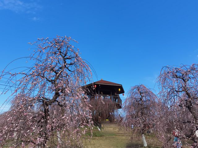 問花村—全都盛開