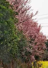 【多彩貴州】薏品田園(一):春到人間草木知