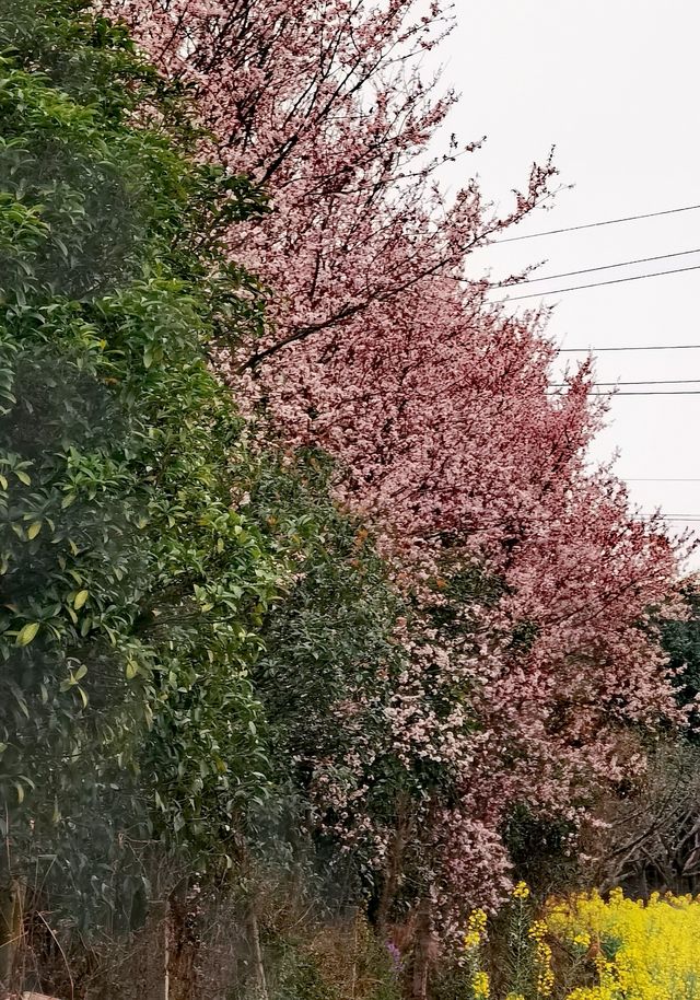 【多彩貴州】薏品田園(一):春到人間草木知