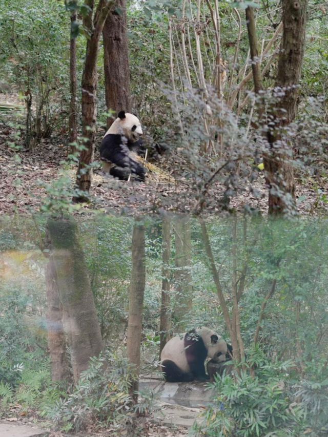 寶貝熊貓行：大熊貓基地親子遊一定要了解的幾件事兒