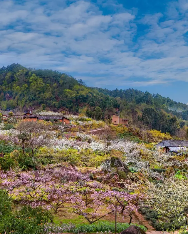 What a magical ancient village! The peak blooming season has arrived