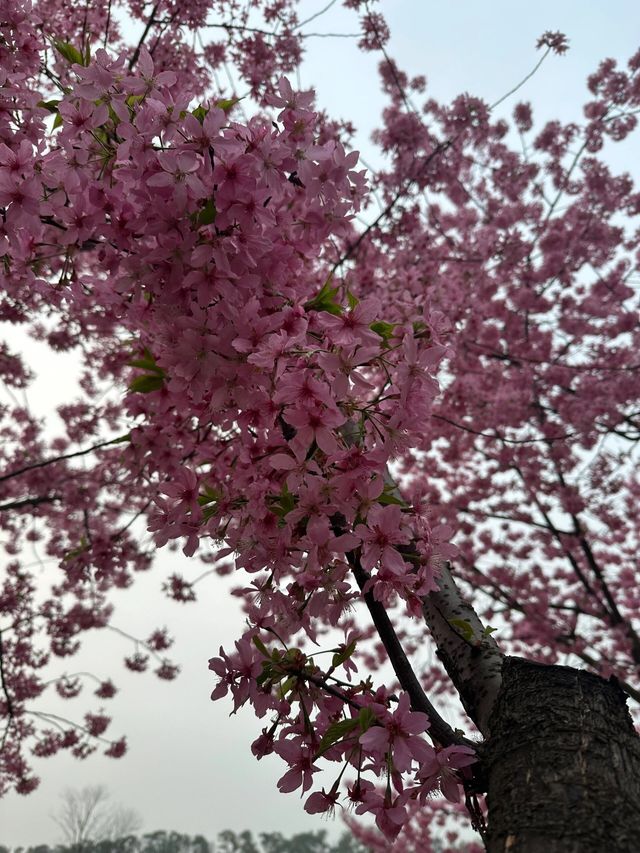 來武漢一定看一下春天裡的櫻花