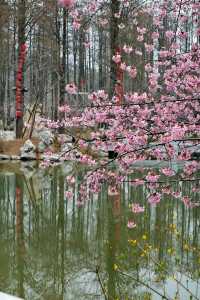武漢的櫻花太美了
