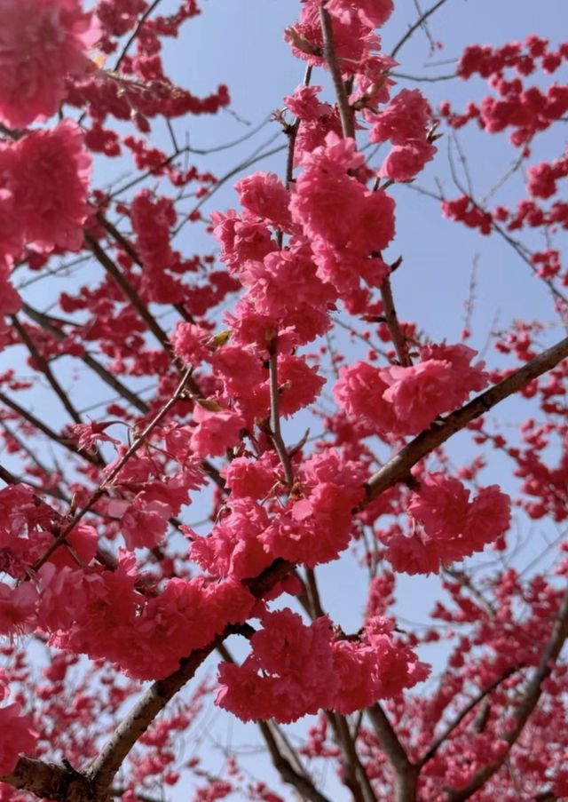 去芜湖兩千畝花海看櫻花啦！