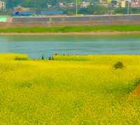 宜賓城邊的油菜花海，叙永區雪灘公園賞花去