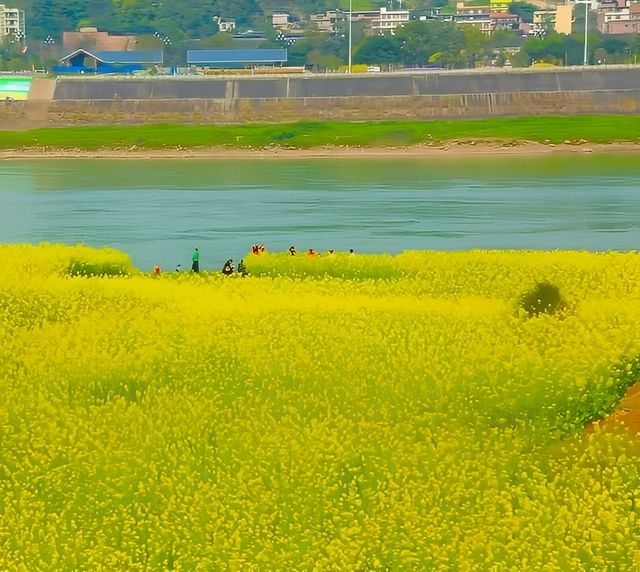 宜賓城邊的油菜花海，叙永區雪灘公園賞花去