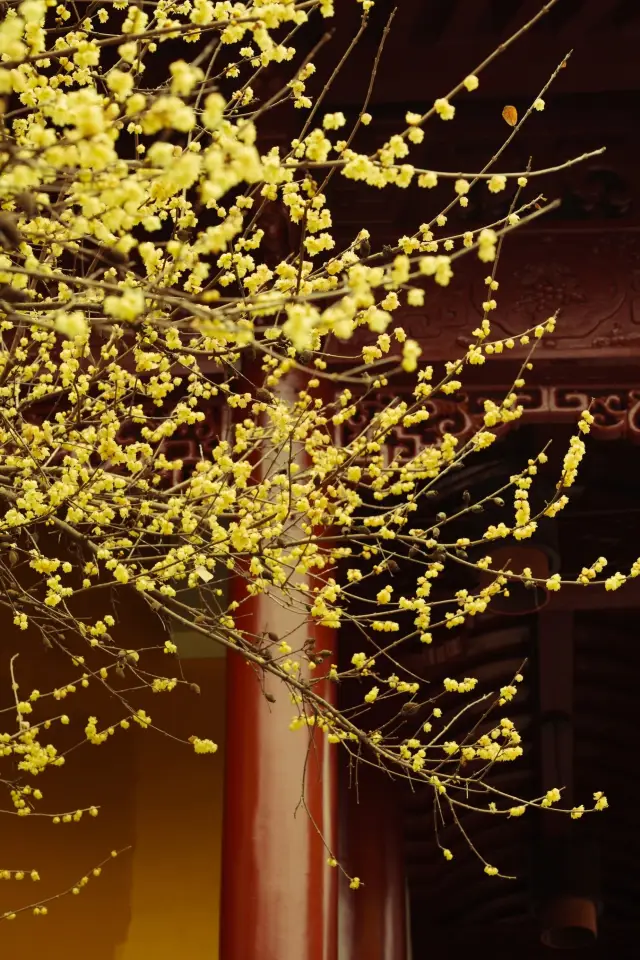 Hangzhou | Botanical Garden | A good place to enjoy plum blossoms in February