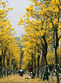 廣州的黃色花海簡直就是獨一無二的浪漫存在