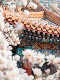 緊鄰故宮的小眾寺廟，人少景美的賞花勝地