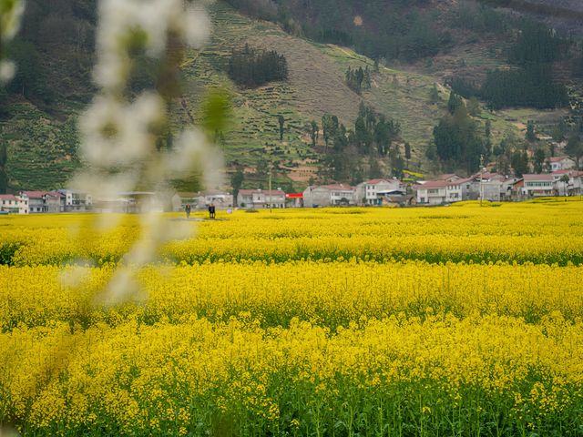 西安周邊遊漢中鎮巴“小江南”1日追花攻略！