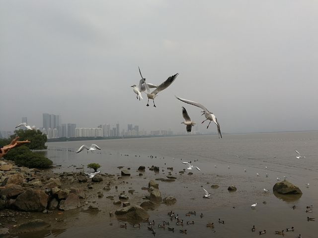 探索自然與繁華：深圳紅樹林與歡樂海岸雙重體驗之旅