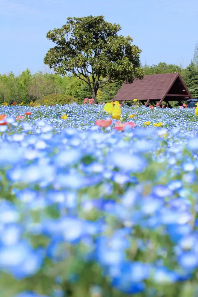 The upcoming flower season in Jiangnan during March is unbelievably beautiful!