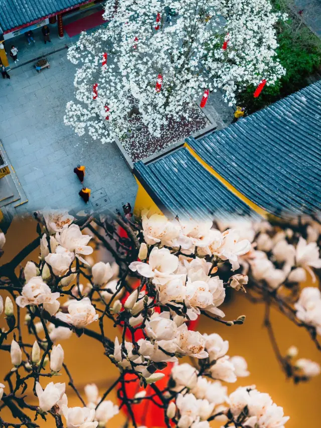 After waiting for a year, the magnolia flowers at Faxi Temple have finally bloomed