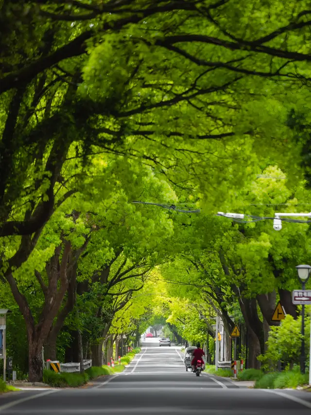 Located at the foot of the mountains in Suzhou, lies the most beautiful tree-lined avenue