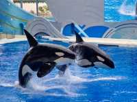全球唯一虎鲸表演｜上海海昌海洋公園｜打卡海洋公園