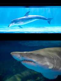 【東京品川水族館攻略】海底世界奇觀，千種海洋生物等你發現！