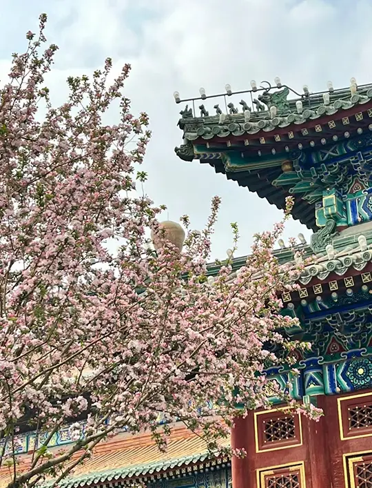 Beijing Spring Scenery | Beihai Park · White Pagoda and Peach Blossoms along the Willow Shore