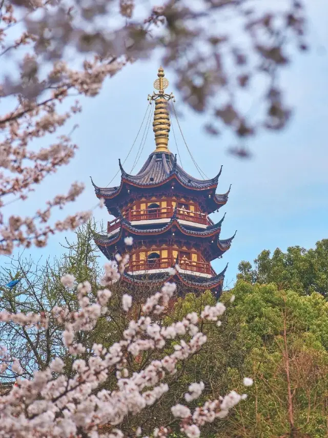 Spring's Embrace at Jiming Temple 💐 