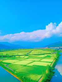 杭州油菜花海：金色海洋，心靈療癒之地！
