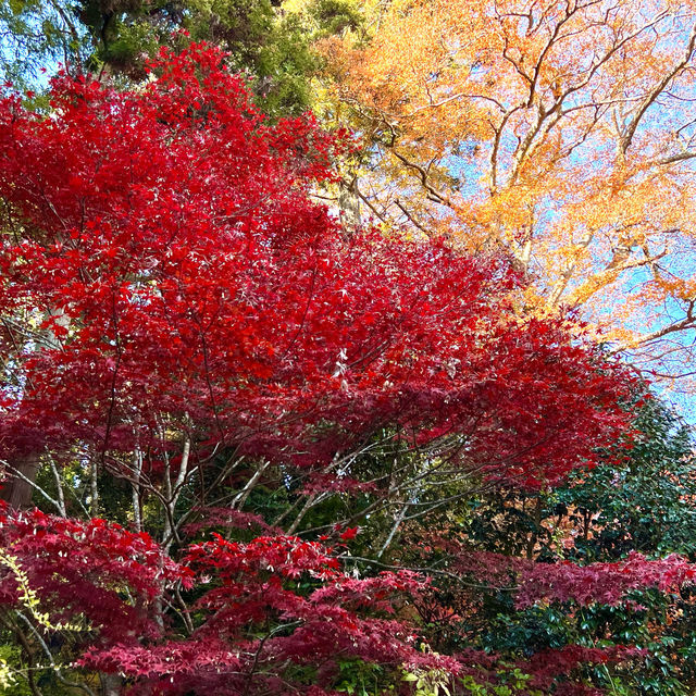 Immersed in red maple leaves 