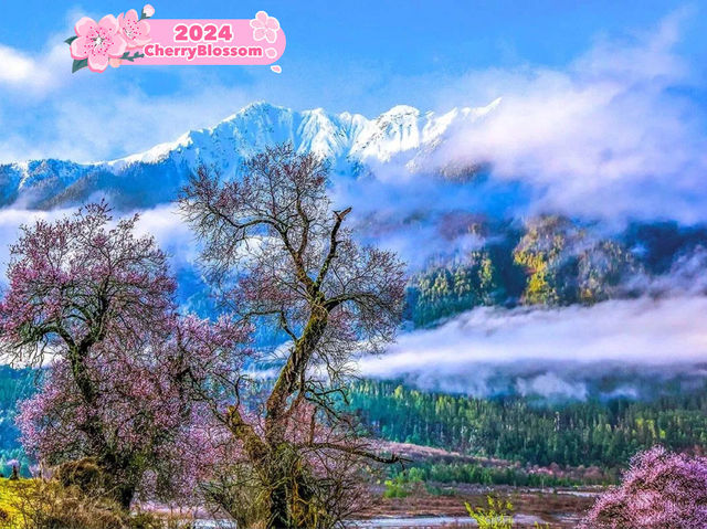 Spring Bliss in Tibet's Linzhi 🌸🏔️