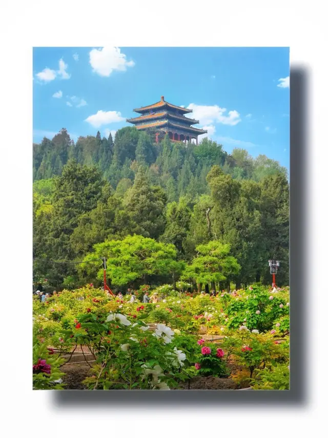 Explore the Peony Festival at Jingshan Park in Beijing through the lens