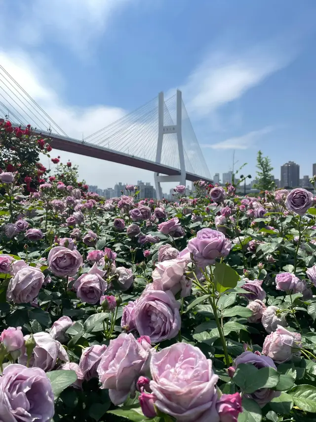 The roses under the Nanpu Bridge are in full bloom on May 1st