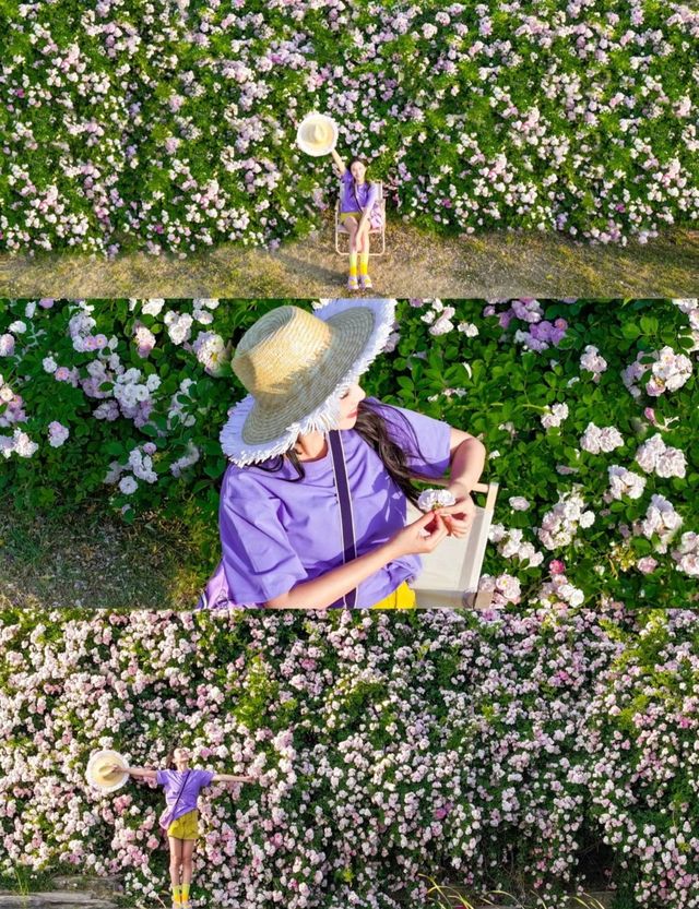 青年春日最全賞花地圖