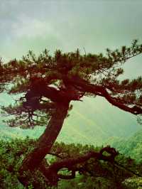 龍泉山絕壁奇松--媲美黃山