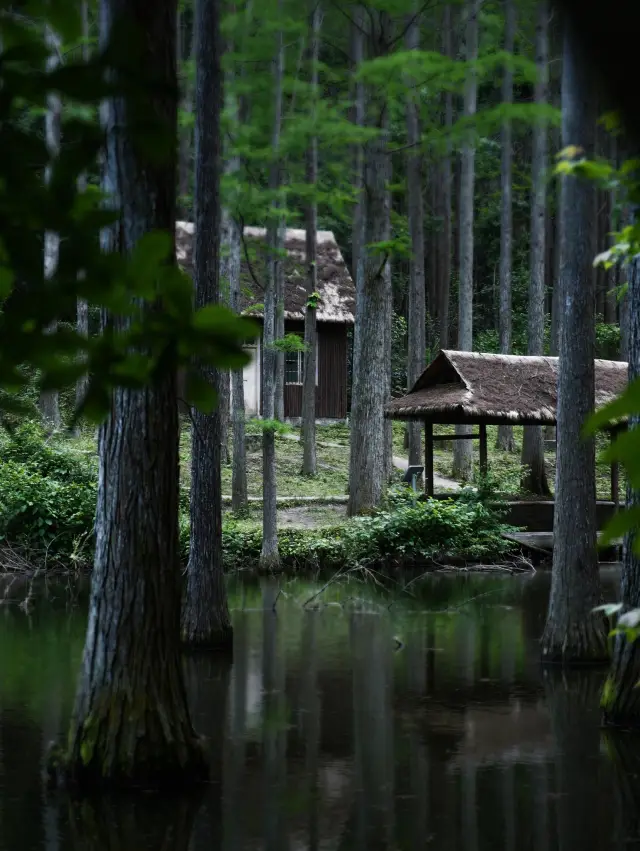 Xinyang harbors a hidden water forest
