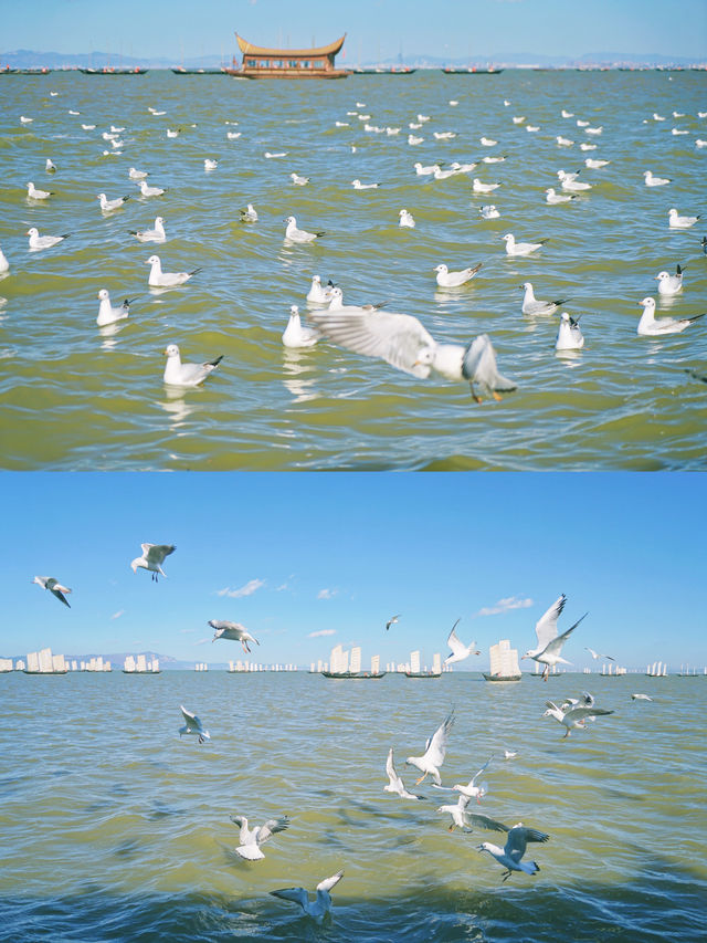 昆明高顏值溫泉來這看海鷗比海埂大壩香