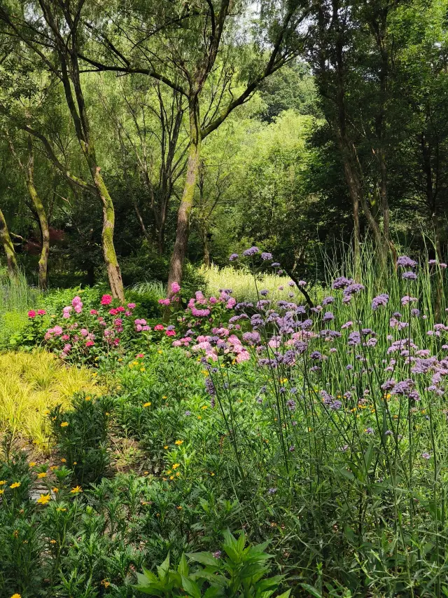 杭州｜江洋畈公園，誤入叢林深處