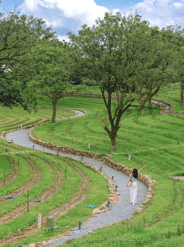 記住廣州這裡徒步友好拍照好看半山茶園